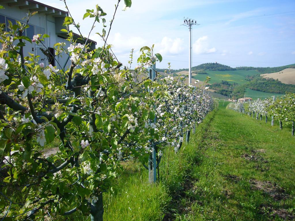 Agriturismo Fattoria Marchetti Hotell Montalto delle Marche Exteriör bild